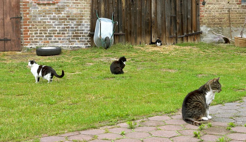 15-Katzen-warten-auf-Fruehstueck.jpg