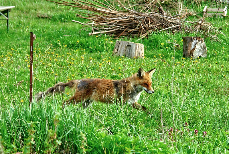 Fuchs-im-Garten.jpg