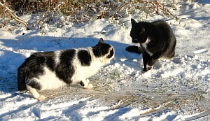 15-Katzen-im-Schnee.jpg